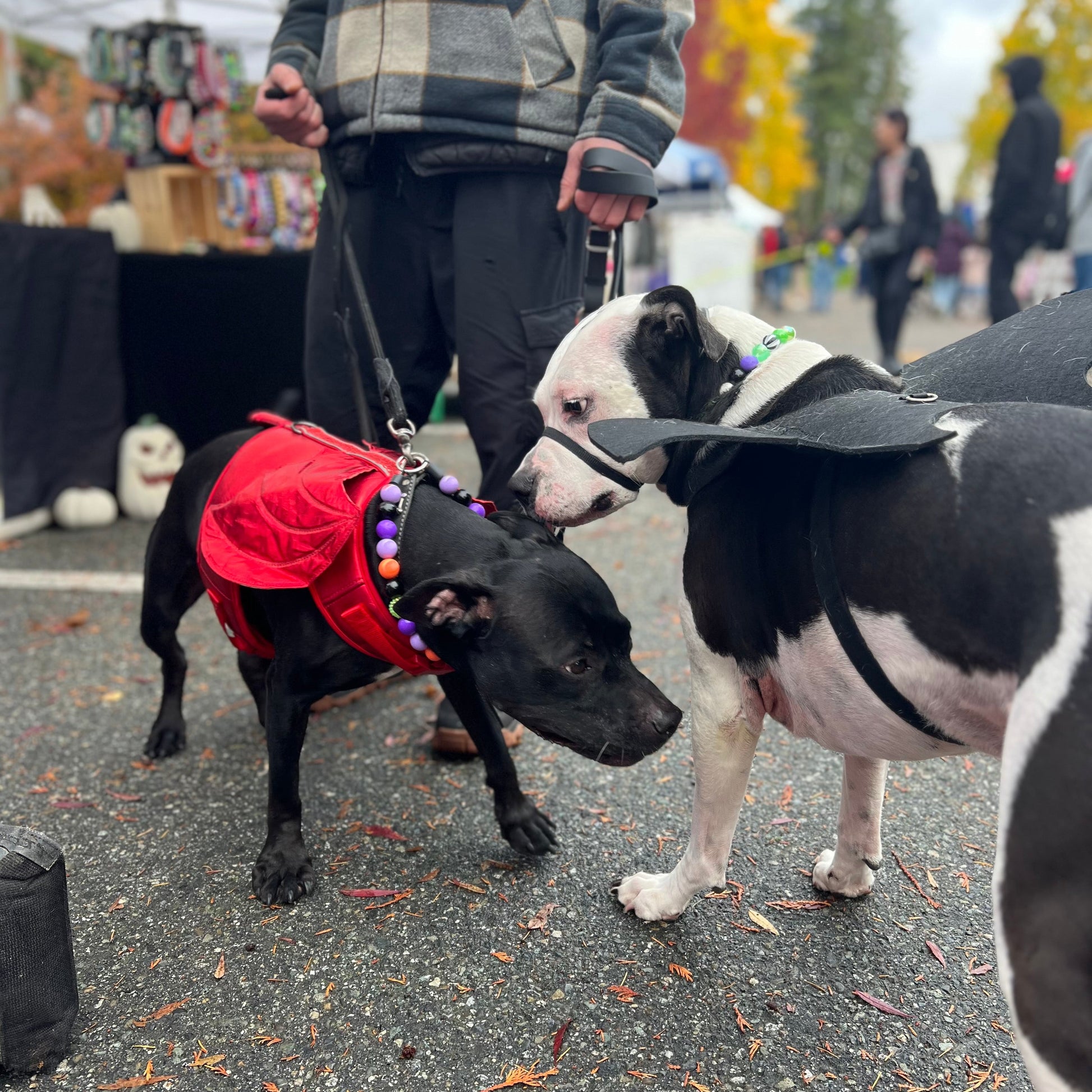 Two dogs on leashes, one wearing a red coat, at an outdoor event with people and booths in the background.