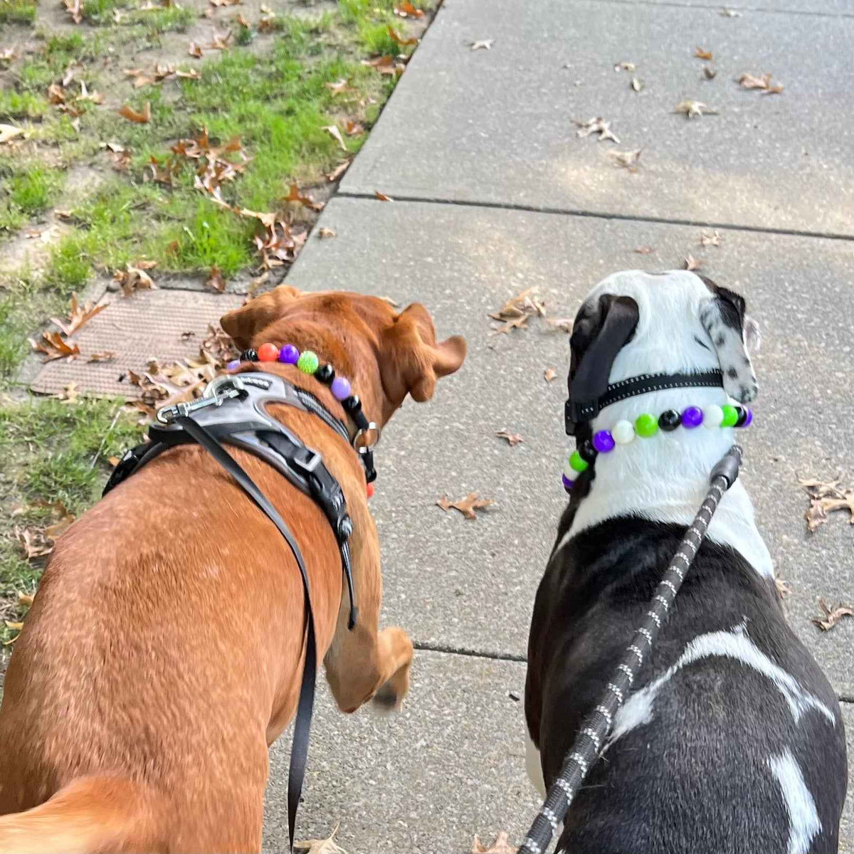 POPNCO Trick or Treat Beaded Pet Collar from the Spooky Collection featuring alternating Black, Purple, Green and Orange acrylic beads