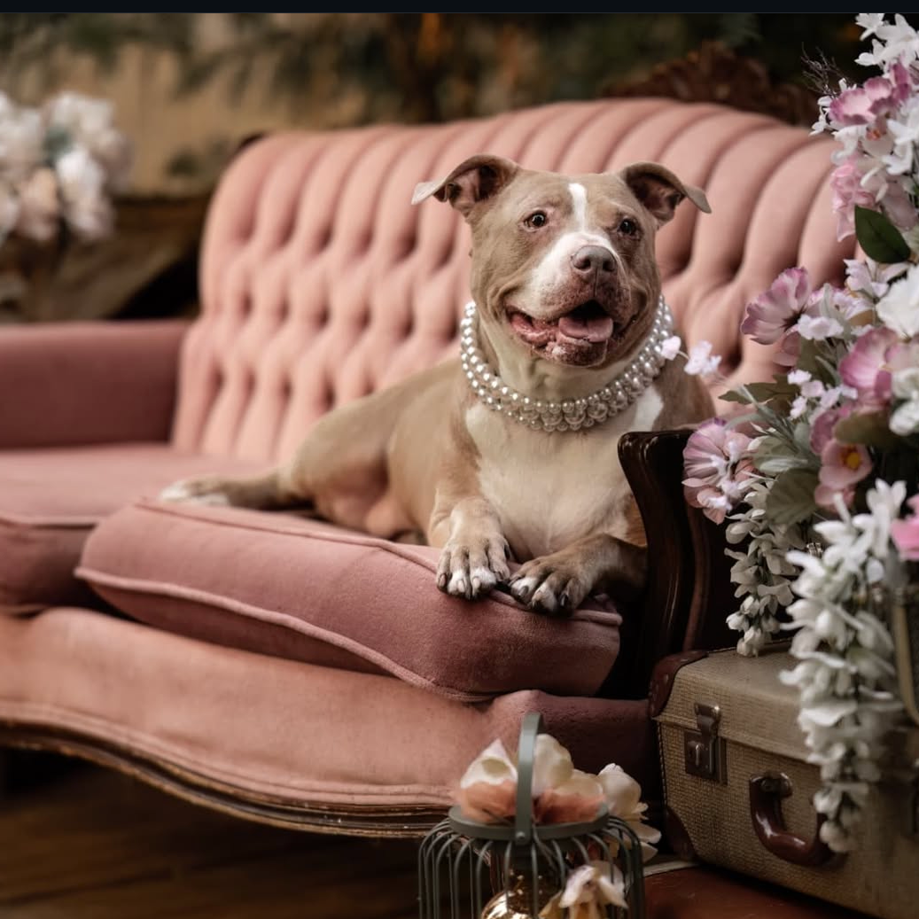 Dog sitting on a pink couch with flowers and a suitcase, surrounded by Instagram interface elements.