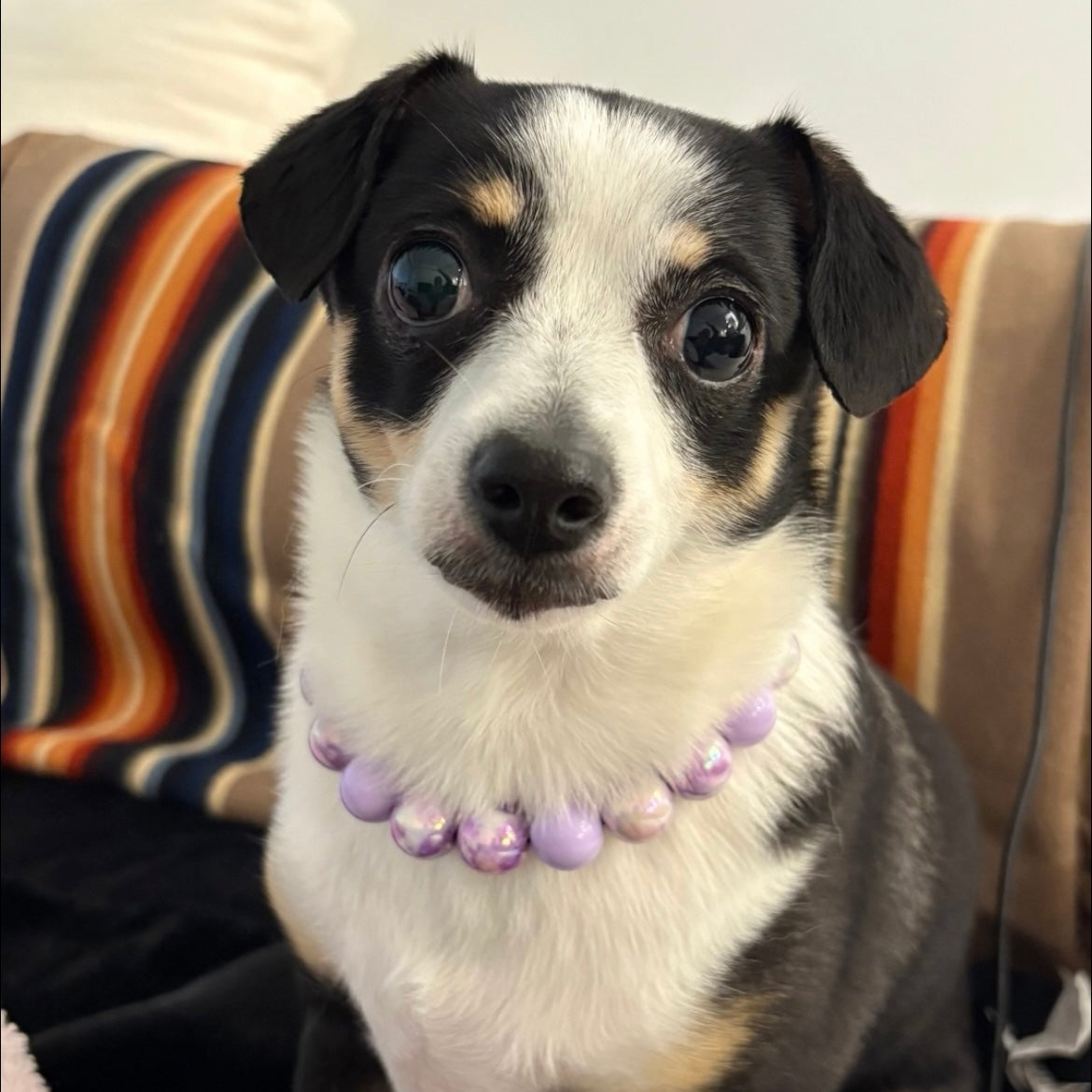 Dog wearing a purple collar with colorful beads on a striped couch.