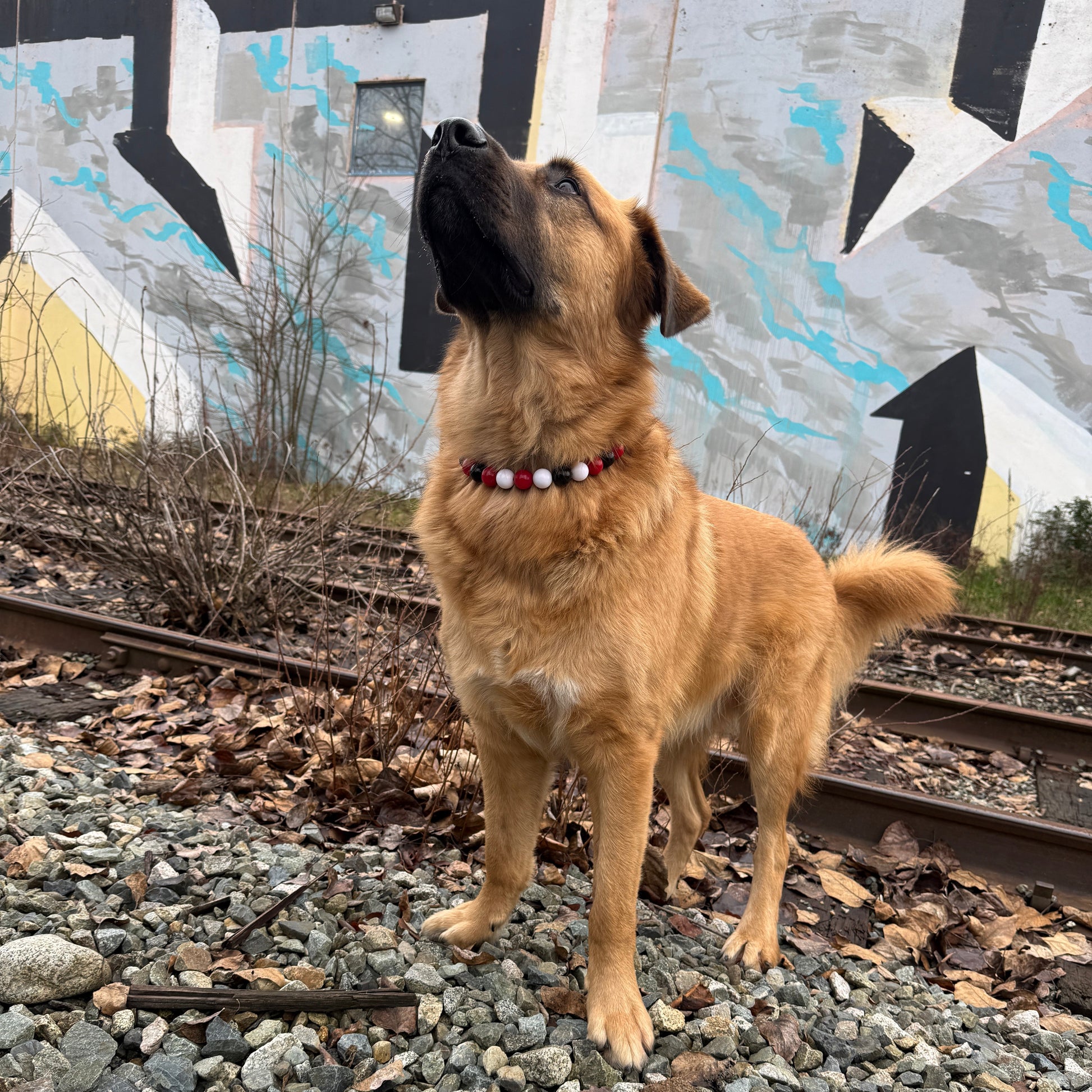 Dog standing on a gravel path next to a decorative wall with abstract patterns