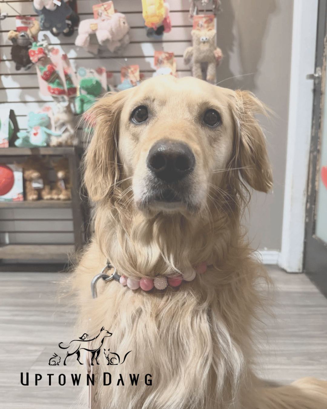 Dog with a pink POPNCO Beaded Pet Collar Penelope in a store with plush toys in the background, featuring 'Uptown Dawg' logo.