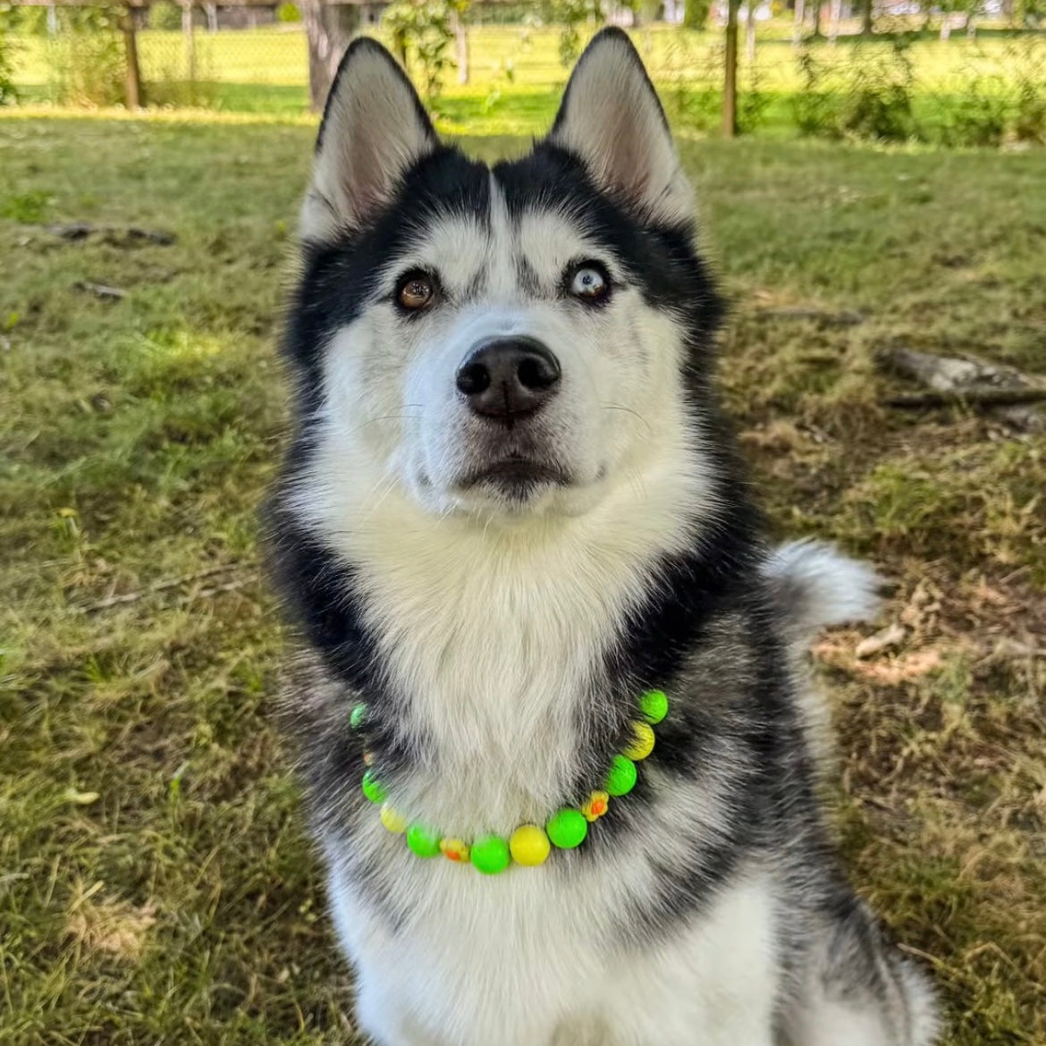Husky dog wearing a colorful collar in a grassy outdoor setting