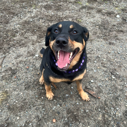 Dog with a happy expression on a concrete surface