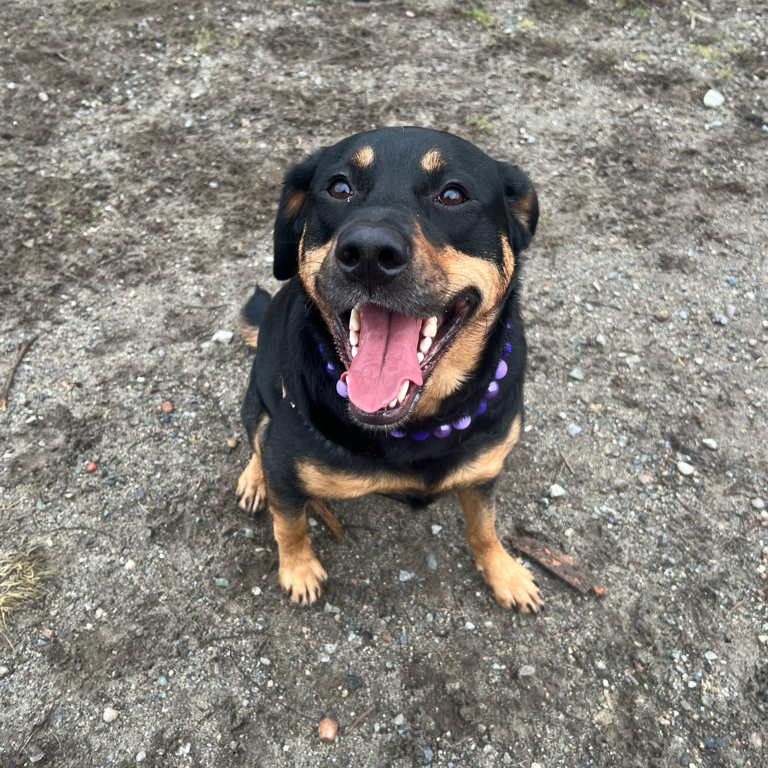 Dog with a happy expression on a concrete surface POPNCO