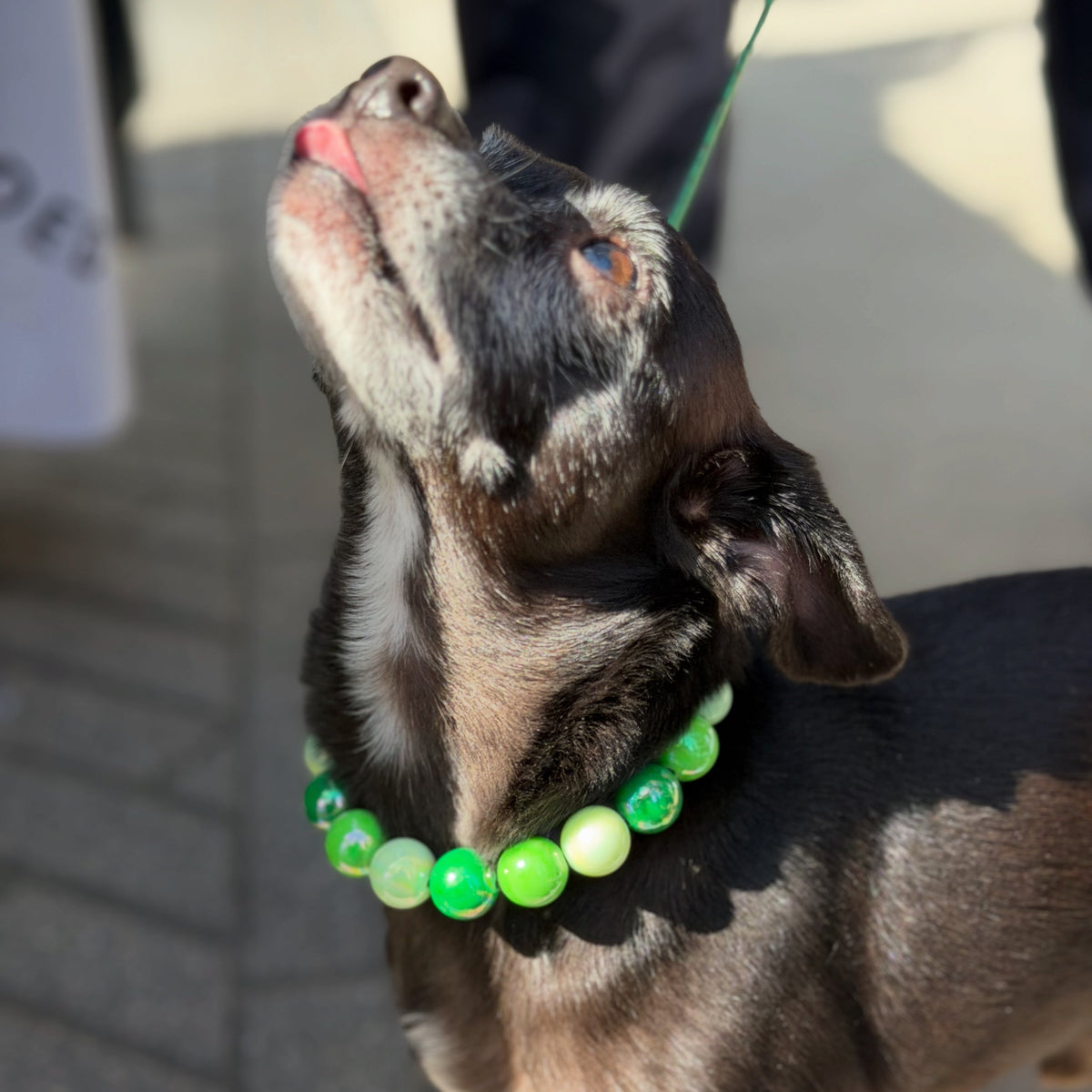 Dog wearing a green beaded collar on a leash, looking up.