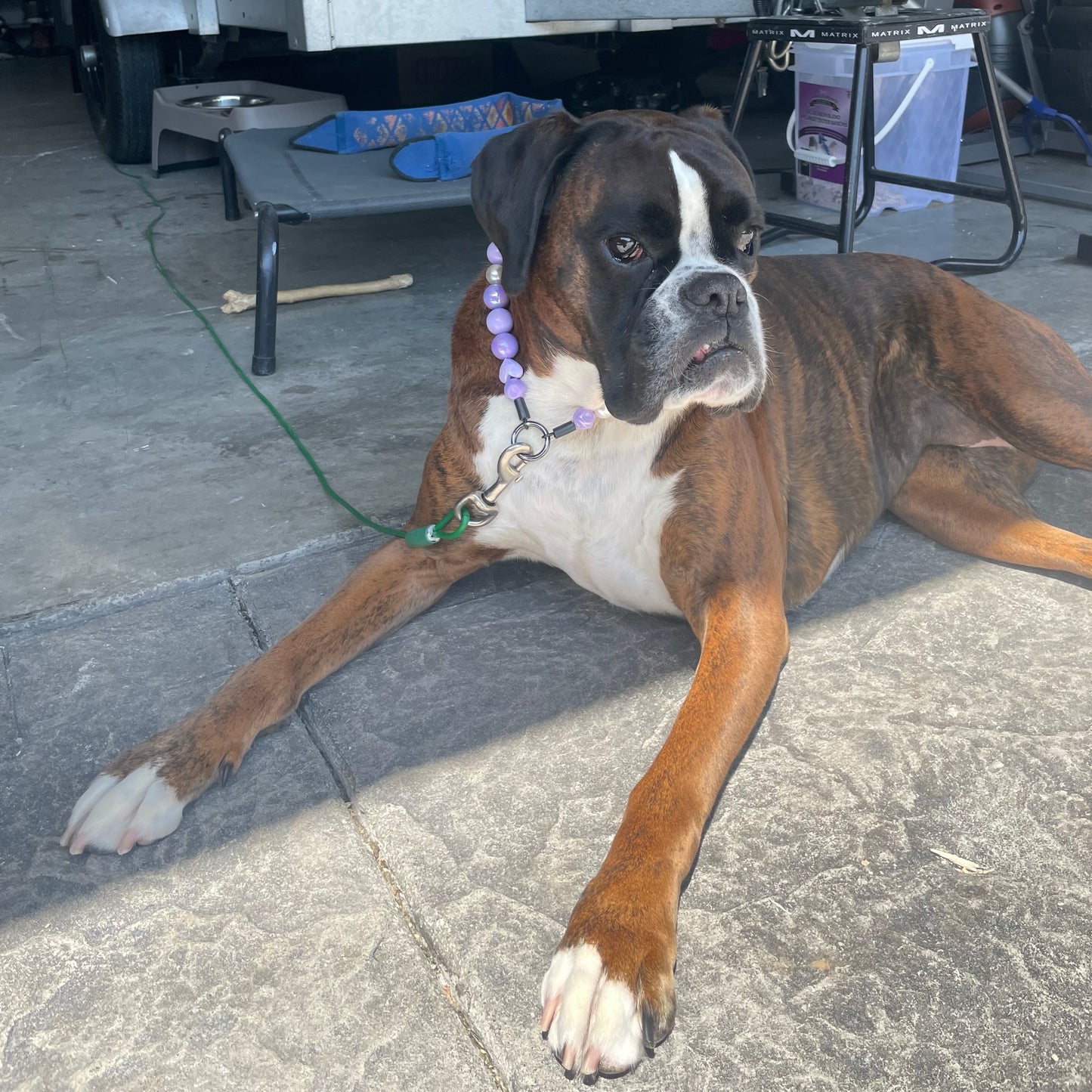 Boxer dog lying on a stone pavement with a leash attached