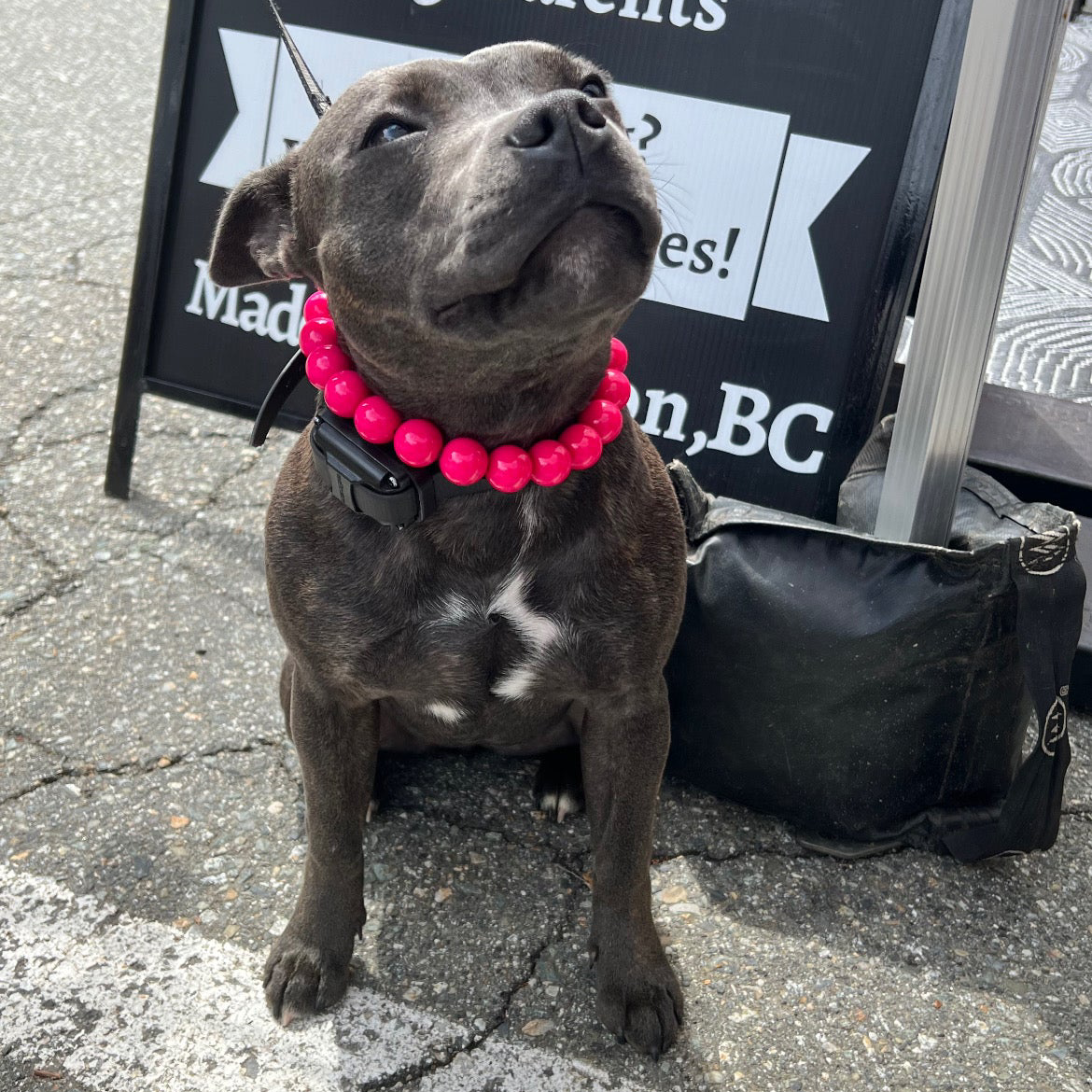Dog wearing a pink collar sitting on a sidewalk with a sign in the background.