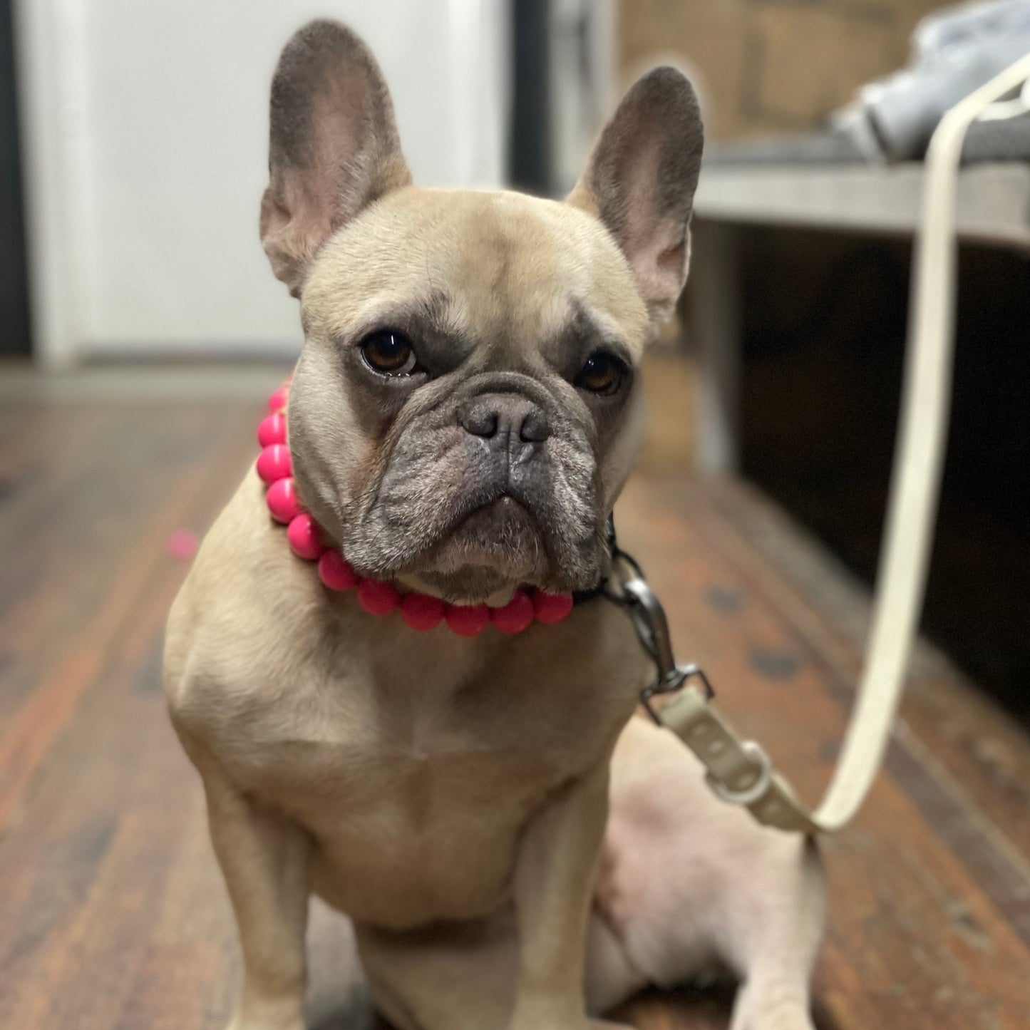 French Bull Dog with tan fur wearing a bright pink acrylic beaded slip on dog collar. 