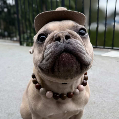 Dog wearing a cap and beads on a blurred background