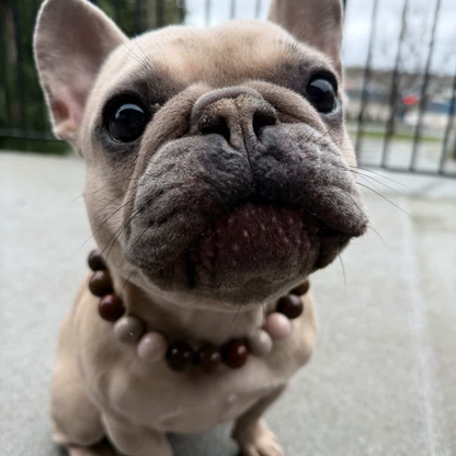 Close-up of a dog wearing a beaded collar with a blurred background