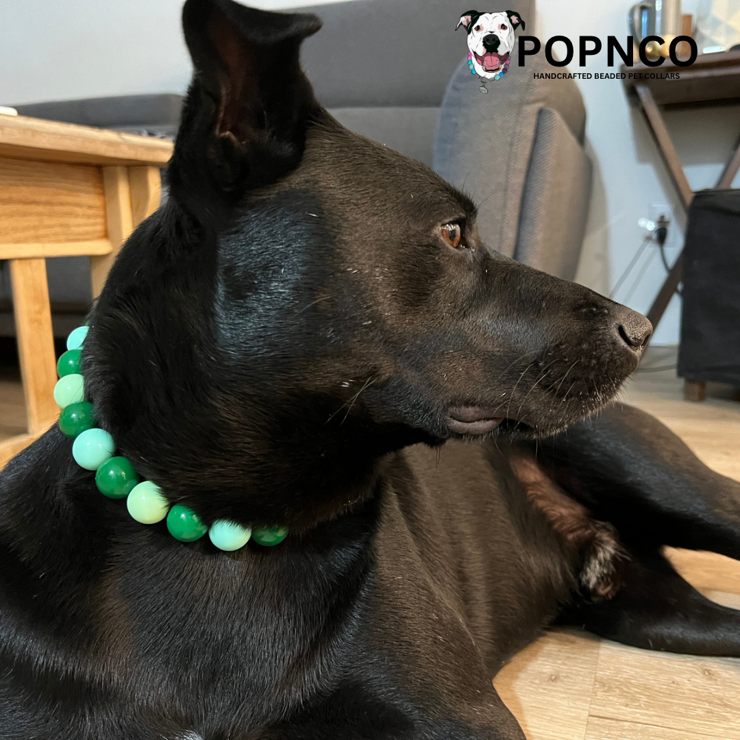 Black pitbull mix dog wearing the Willow beaded collar. An acrylic bead collar in shades of green.  POPNCO Bead dog collar, beaded collar, Beaded dog collar, Breathable dog collar, cat collar, Comfortable Dog Collar, dog collar, Durable dog collar, Easy to clean dog collar, Easy to clean dog collars, fashion collar, Pet accessories, pet collar, popnco, Popnco dog collar, slip on collar, Slip on dog collar, Stylish dog collar