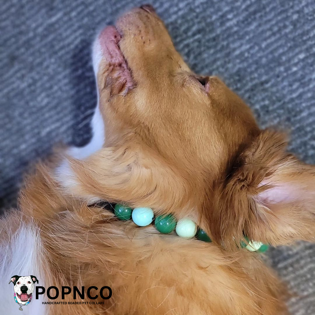Duck Toller Dog wearing a Slip on Beaded Dog Collar made with acrylic beads in shades of green. 