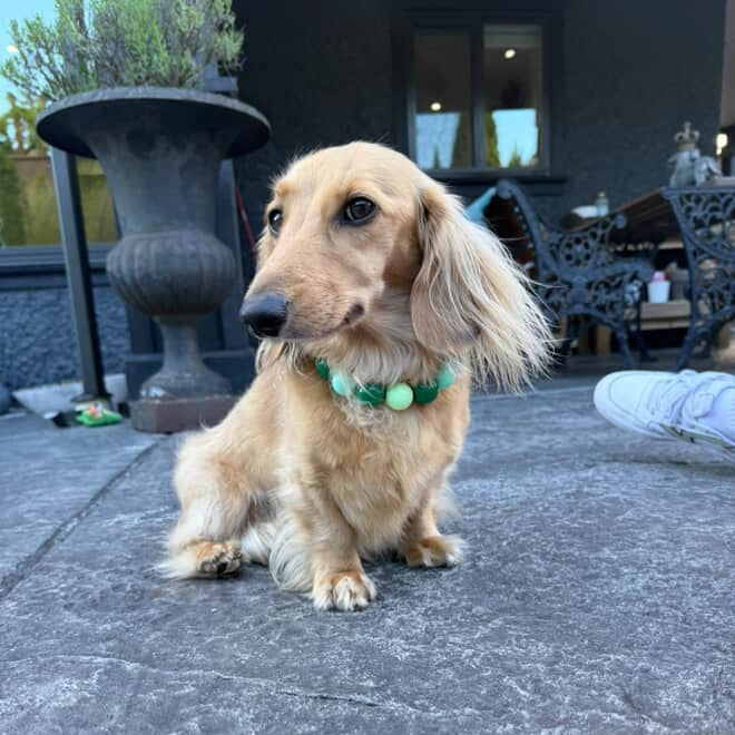 Dog sitting on a concrete patio with a blurred background