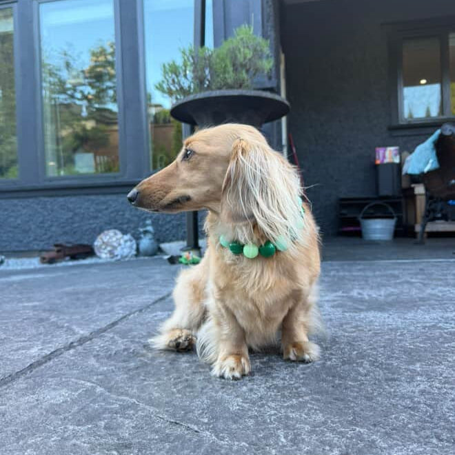 Long-haired dachshund sitting on a patio with a house in the background