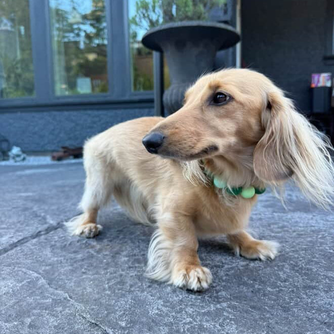Long-haired dachshund standing on a concrete surface with a building in the background