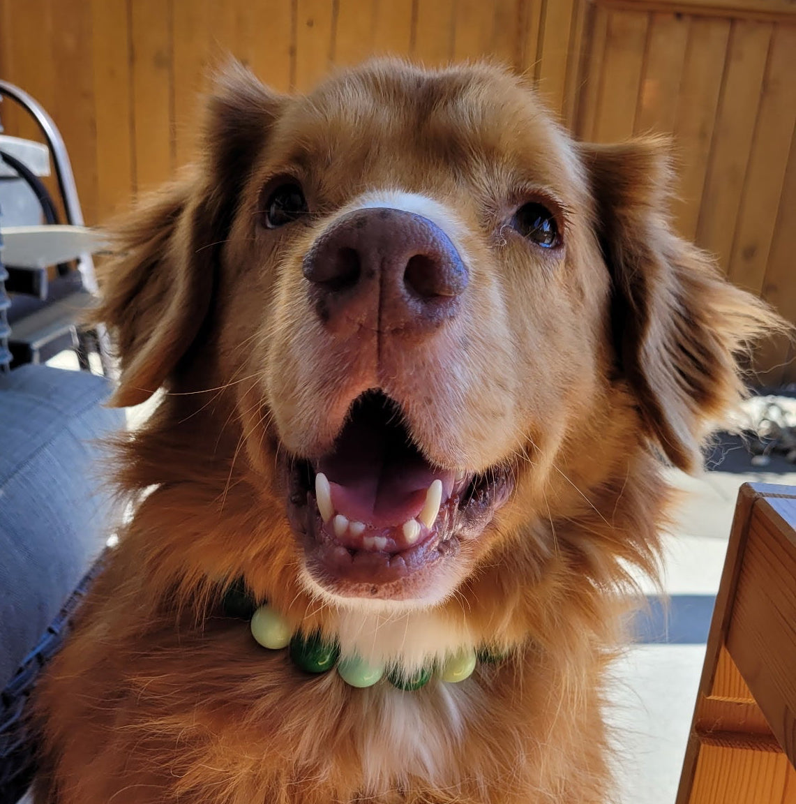 Happy brown dog with a green collar sitting indoors. the Dog is a Duck Toller wearing the Willow beaded Dog collar from POPNCO. Waterproof, Comfortable
