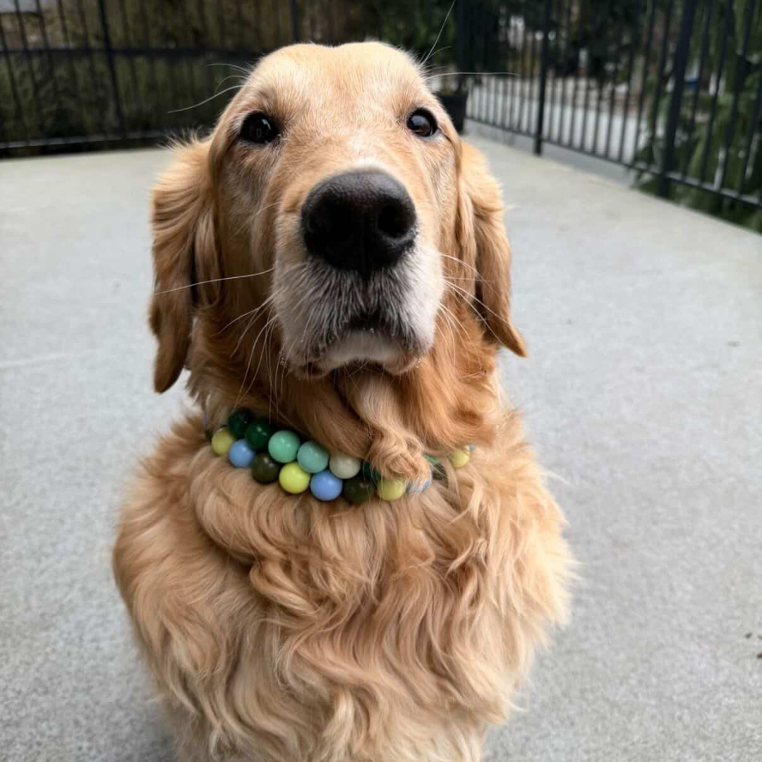 Golden retriever wearing two colorful POPNCO beaded Dog collars named Cletus and Willow on a patio deck.
