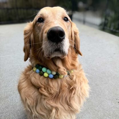 Golden retriever wearing a colorful beaded collar on a concrete surface.