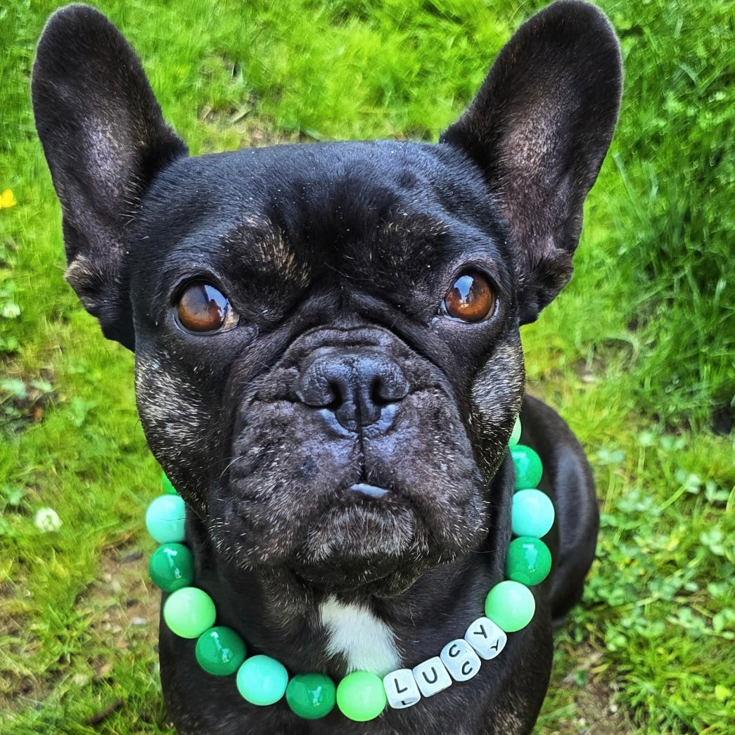 Black dog wearing a green beaded necklace with 'LUCY' on grass