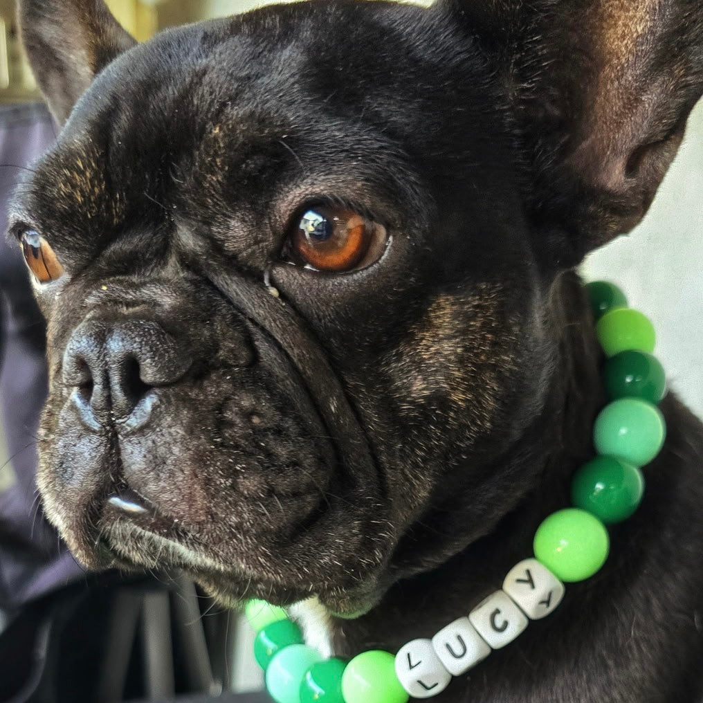 Black dog wearing a green beaded collar with 'LUCY' on it.