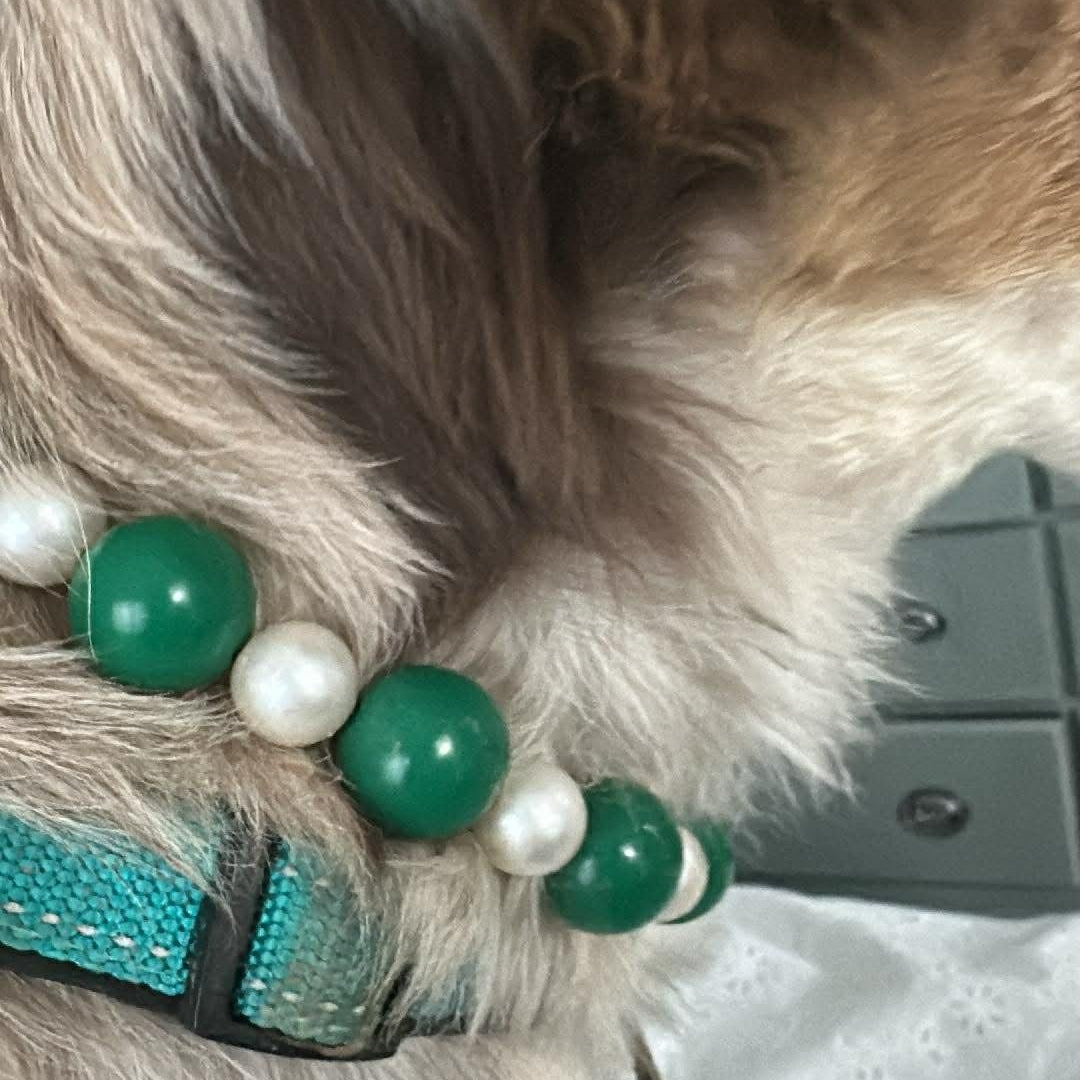 POPNCO Wreath Beaded pet Collar from the winter Collection featuring alternating 20mm Green and 12mm Pearl acrylic beads on aircraft grade stainless steel wire. Dog wearing a green and white beaded collar with a blue harness. POPNCO