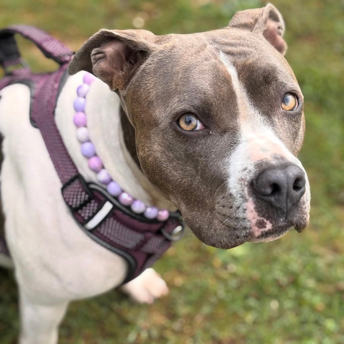 Dog wearing a purple harness and collar with beads on a grassy background