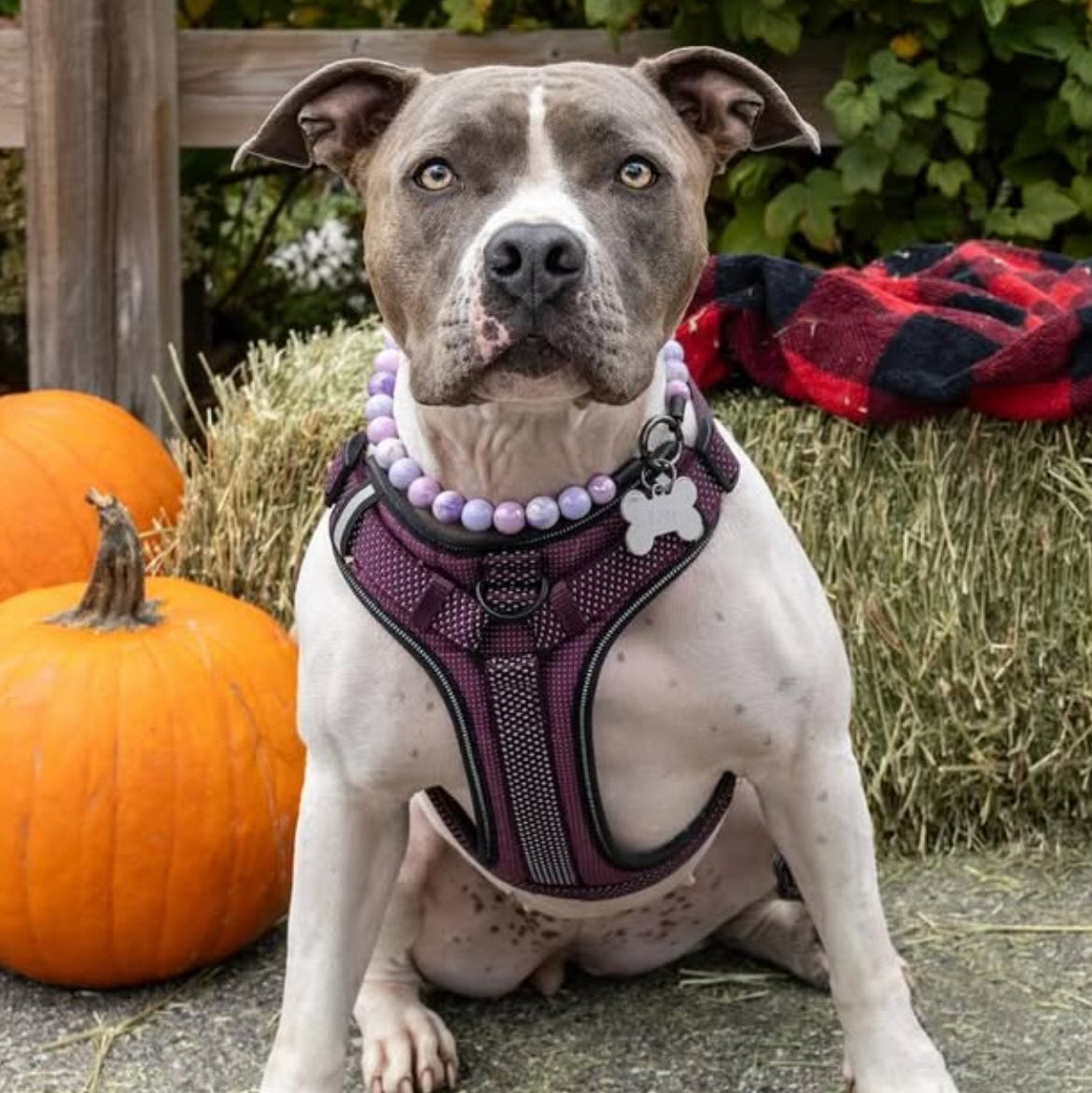 Dog wearing a purple harness with pumpkins and hay in the background