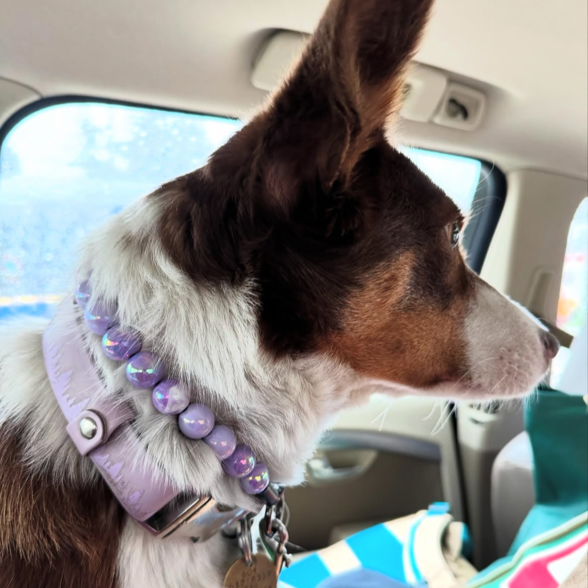Zilly Beaded Pet Collar worn by dog in a car. The collar is pastel purple and features smooth AB Shiny acrylic beads in pastel purple and marbled white and pastel purple. 