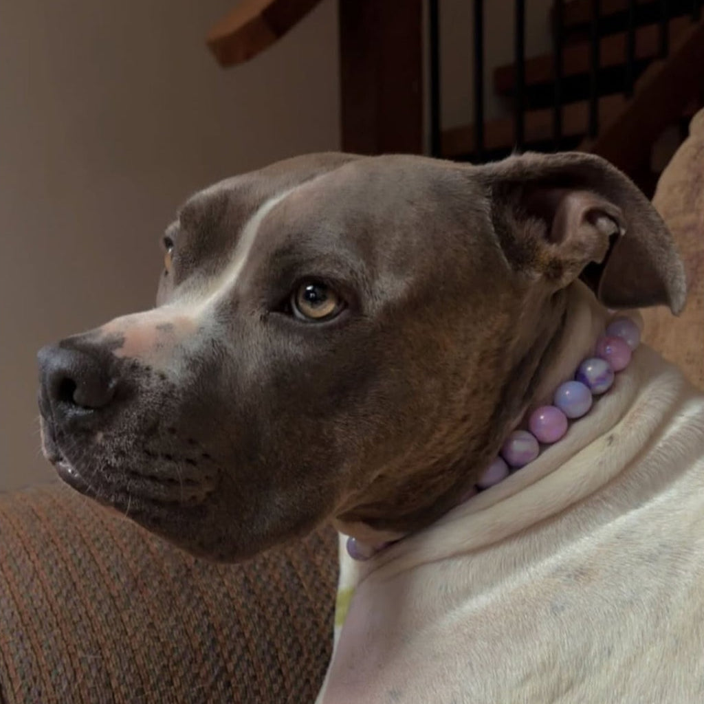 Dog wearing a colorful collar with a neutral background