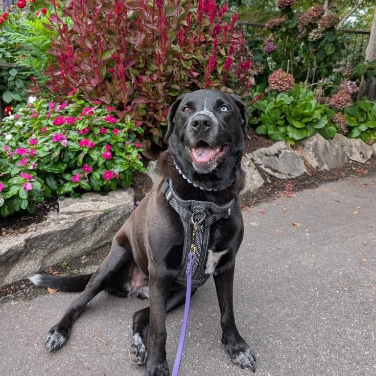Black dog on a leash sitting on a path with flowers and plants in the background