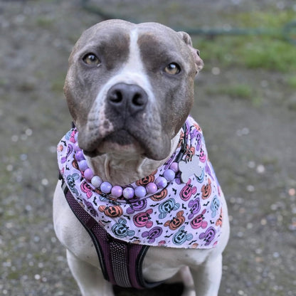 Dog wearing a colorful bandana and beads on a blurred background