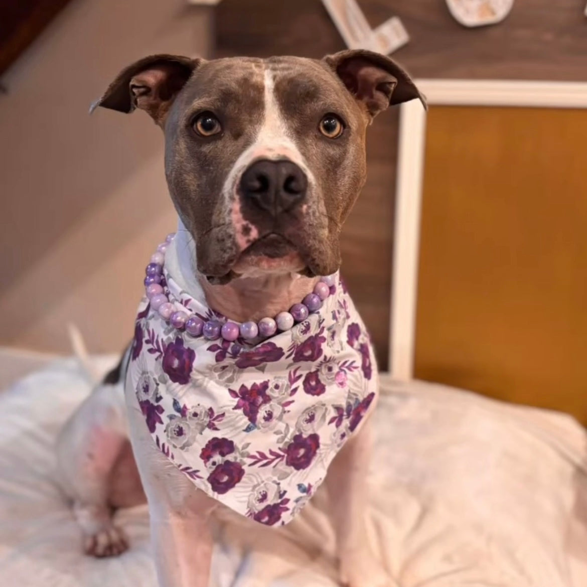 Dog wearing a floral bandana and purple beads on a soft surface