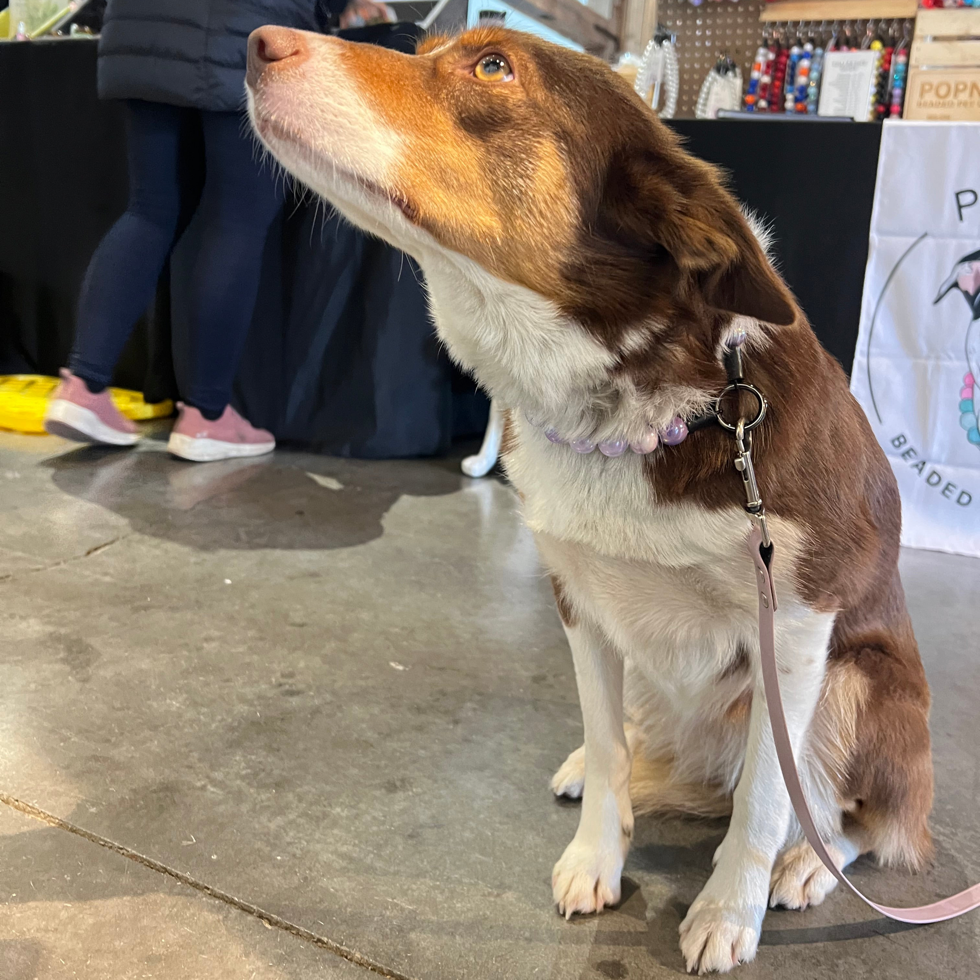 Zilly the Dog wearing the Zilly Beaded Pet Collar made with a combination of light, dark and marbled Purple Acrylic Beads 

