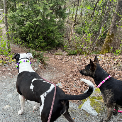 Two dogs on a leash walking along a forest path.