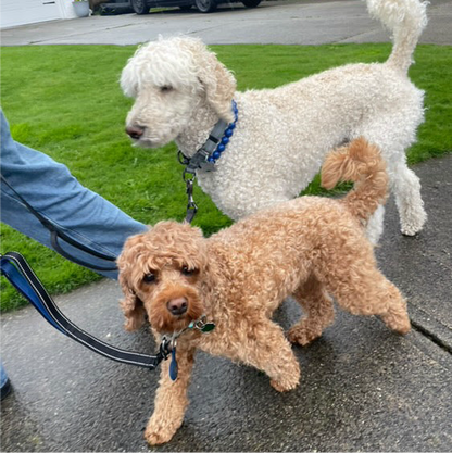 Two dogs on a leash on a sidewalk with grass and a road in the background. White dog is wearing the Solid Jude blue acrylic beaded classic collection beaded pet collar. POPNCO Acrylic Beads, beaded collar, Beaded dog collar, beaded necklace, 