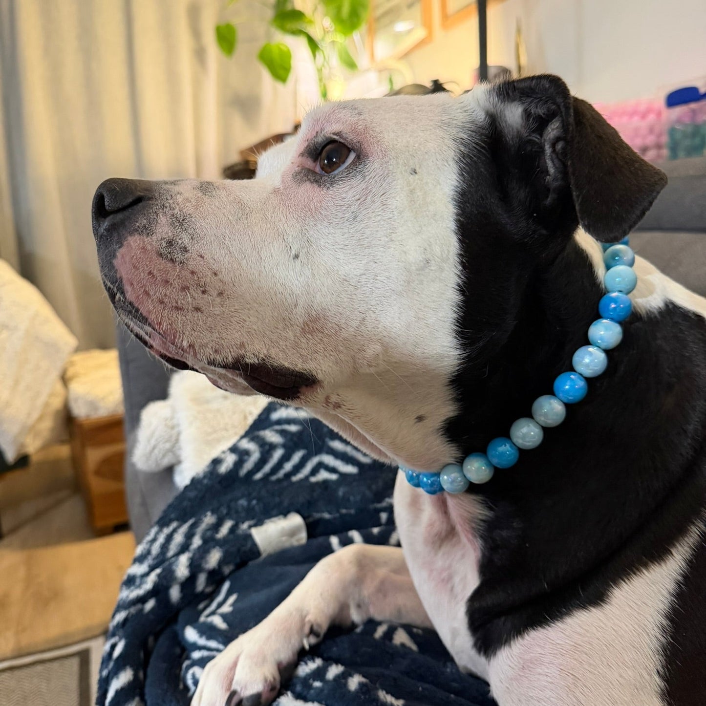 Black and white dog with a blue beaded collar sitting on a couch in a living room.