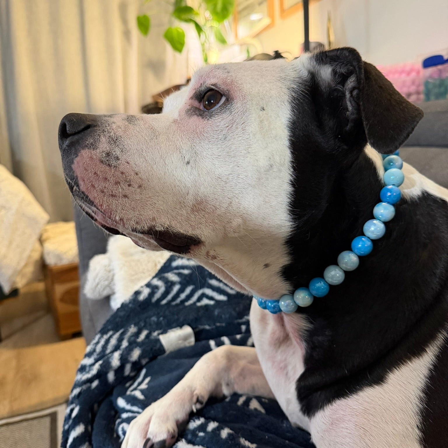 Black and white dog with a blue beaded collar sitting on a couch in a living room.