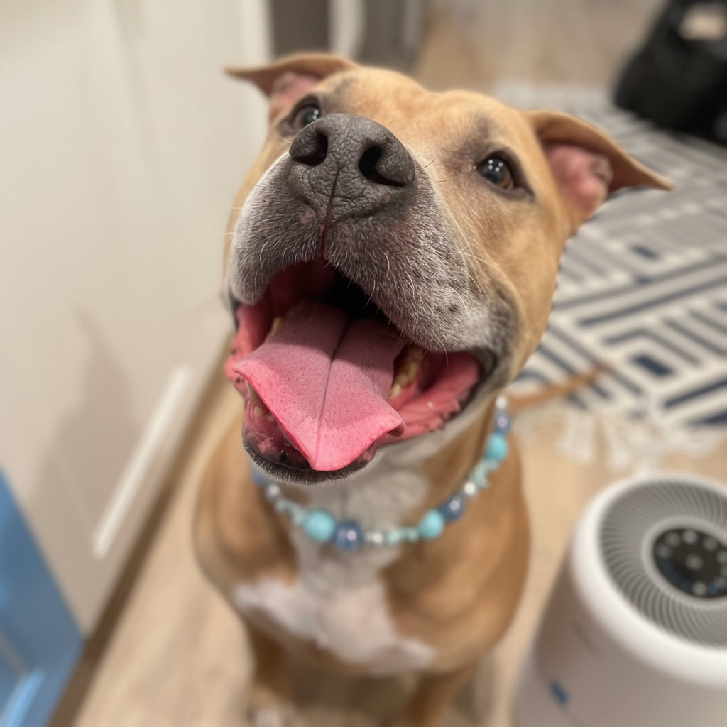 Pitbull wearing the Blue Moon beaded dog collar showing large breed fit by POPNCO handcrafted in BC Canada