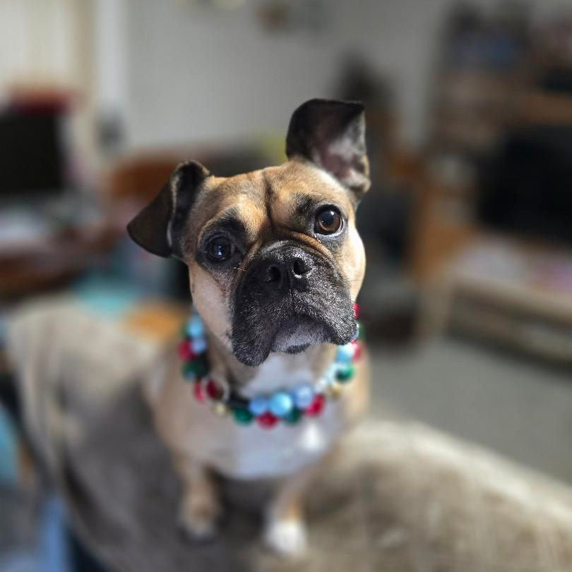 Dog named Oscar wearing a two collars from POPNCO in a home setting