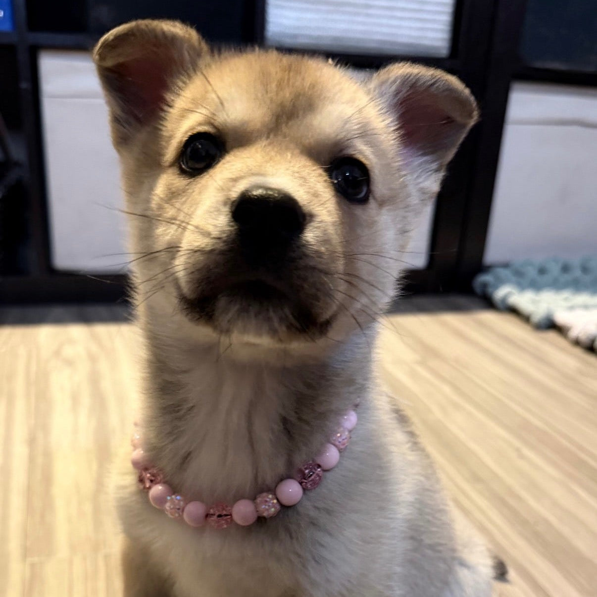 Puppy wearing the Pink Sugar 12mm mini pale pink beaded dog collar by POPNCO on a wooden floor