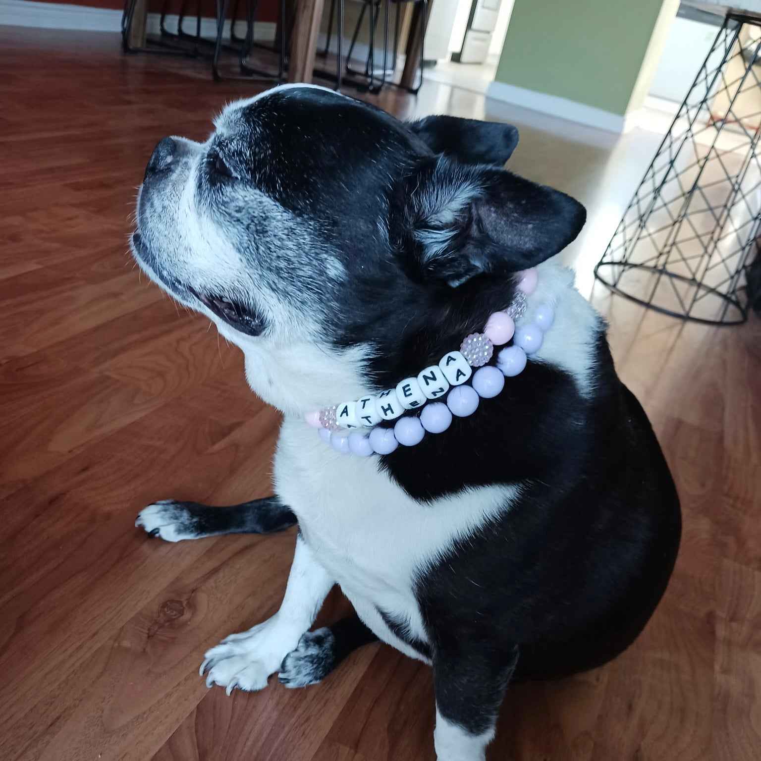 POPNCO Pink Sugar 16mm beaded Pet Collar. Black and white dog Athena wearing the Pink Sugar 16mm beaded collar with personalised name add on by POPNCO handcrafted in BC