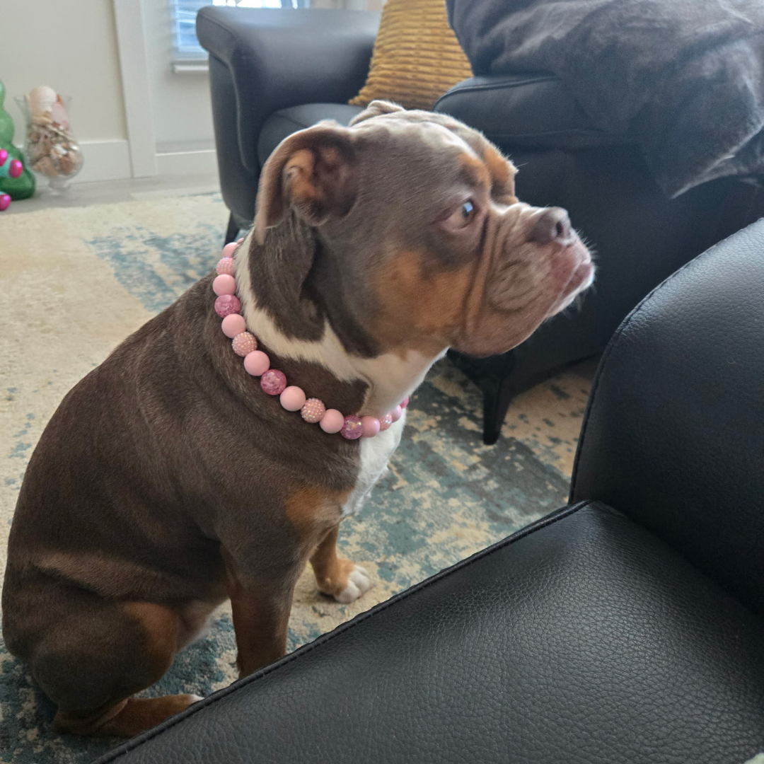 Dog wearing a pink beaded dog collar named Pink Sugar from POPNCO sitting on a rug in a living room.
