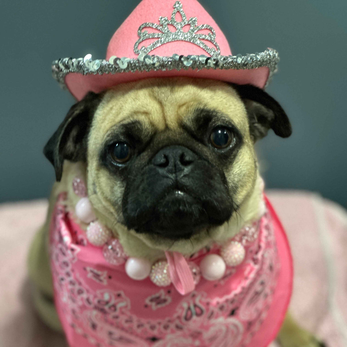 POPNCO Pink Sugar Beaded pet Collar. pale pink crackle and bayberry acrylic and resin beads from the Valentines Collection on aircraft grade stainless steel wire. Pug in pink dress and tiara wearing the Pink Sugar pale pink beaded dog collar by POPNCO
