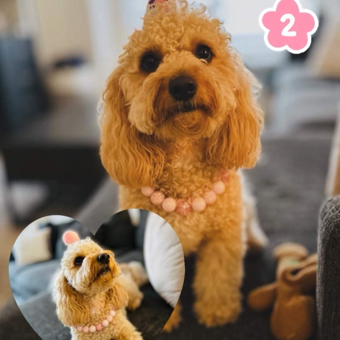 Dog wearing a birthday hat with 'Happy Birthday' text and 'Nala turns 2' on a blurred indoor background. She is wearing the Pink Sugar collar from POPNCO.