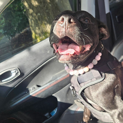 Black dog Kobe sitting in a car wearing the Pink Sugar pale pink beaded collar by POPNCO