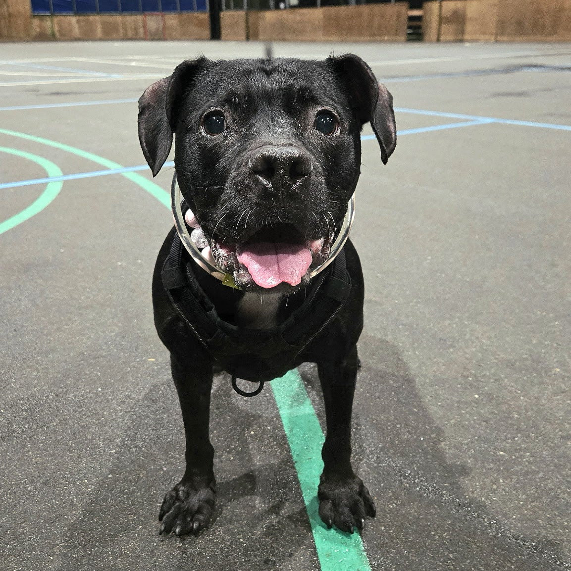 Black dog Kobe standing on basketball court at night wearing the Pink Sugar pink beaded collar by POPNCO