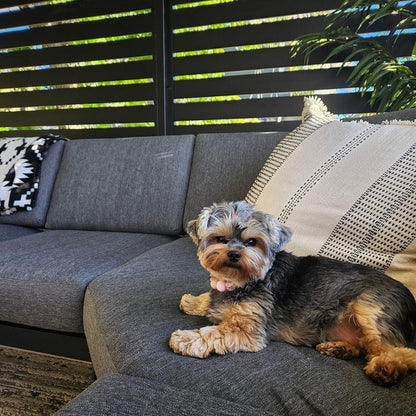 Yorkie wearing the Pink Sugar pink crackle bayberry beaded slip on collar indoors by POPNCO handcrafted in BC