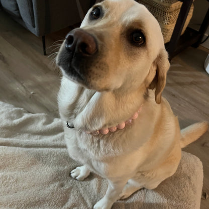 Yellow lab wearing the Pink Sugar Valentines Collection beaded dog collar handcrafted in BC by POPNCO
