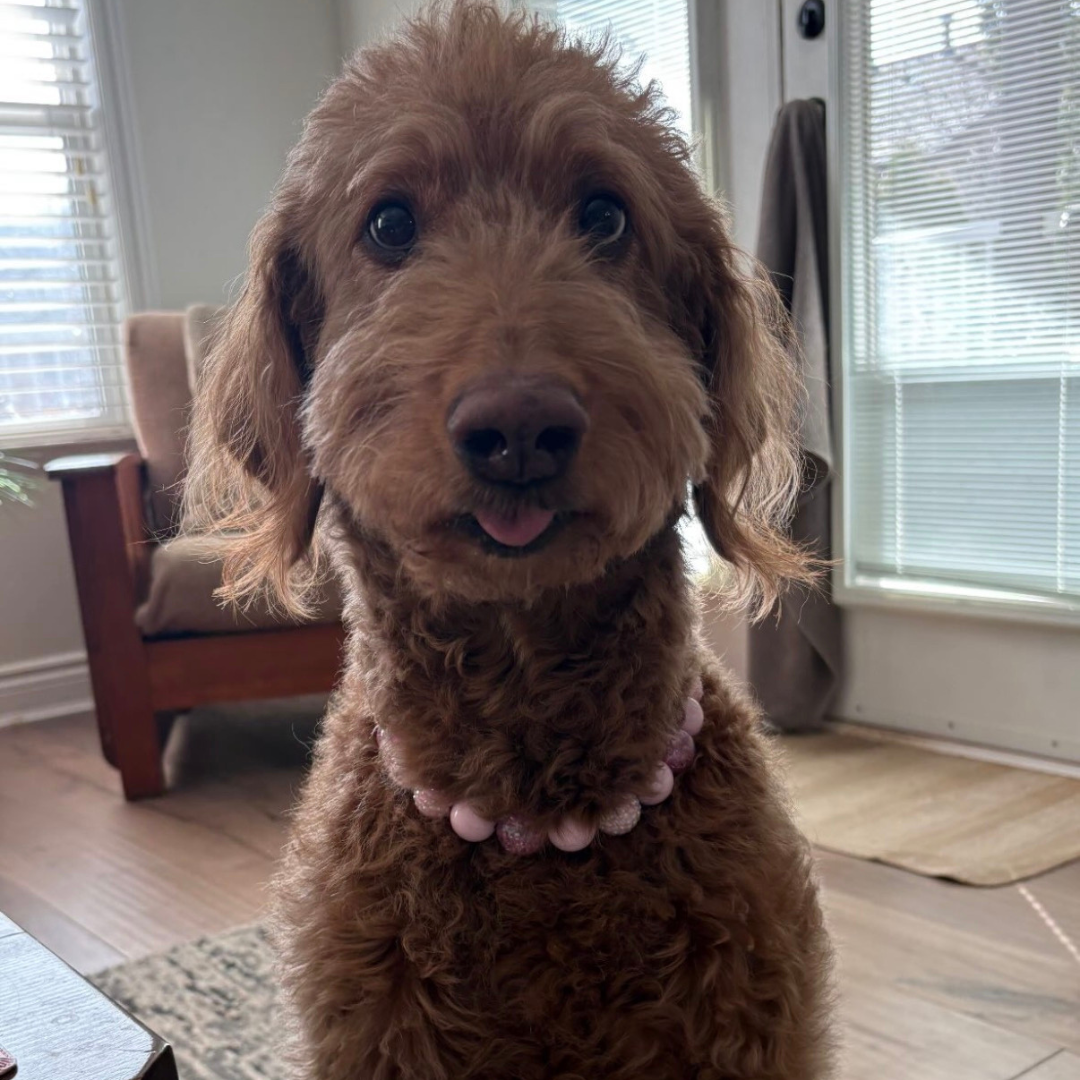Doodle wearing the Pink Sugar pink crackle bayberry beaded slip on collar indoors by POPNCO handcrafted in BC